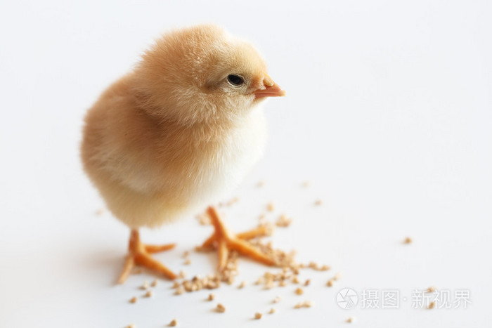 黄色小鸡吃小米和惊喜看
