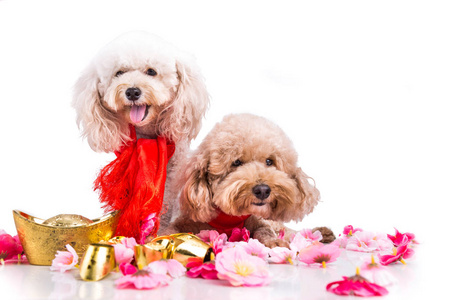 两只狗在中国农历新年节日的设置白色背景