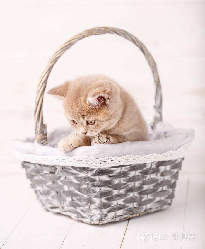 甜苏格兰奶油色小猫坐在柳条编织的篮子.一只猫的画像.在家里的猫