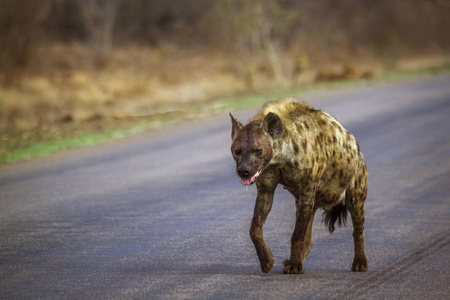斑点的鬣在南非克鲁格国家公园