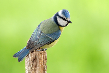 蓝雀parus 鸢