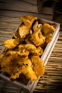 Girolle 蘑菇在一个箱子在秸杆背景