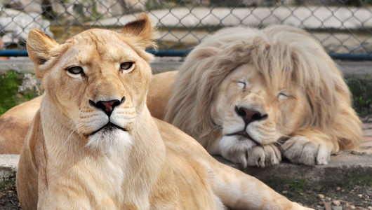 铺设白狮子白狮子照片