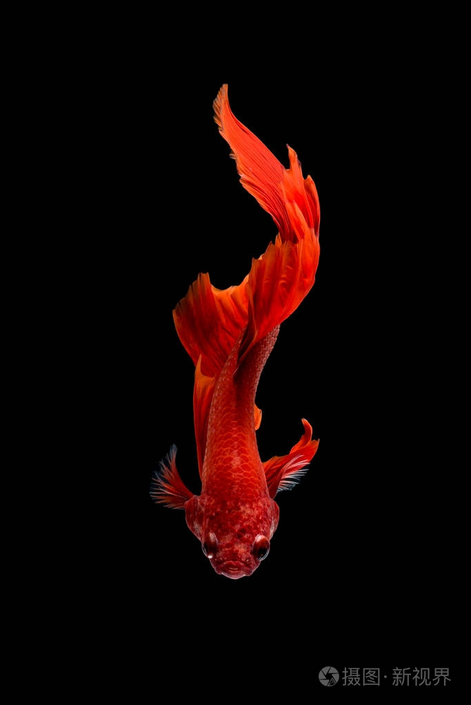 关闭了艺术运动的暹罗斗鱼斗鱼