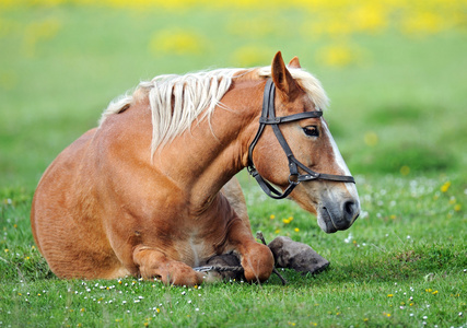 在绿色草地上的马