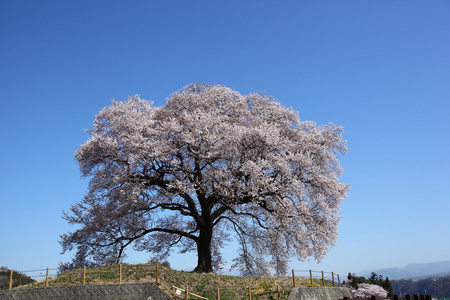 日本樱花