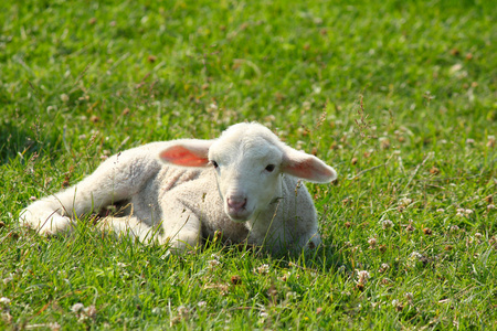 躺在草地的小白羊
