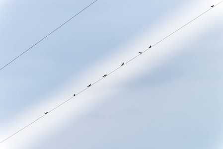 许多燕子的剪影栖息在一条电力线上