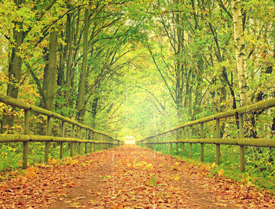 在秋天的森林道路。秋天的风景。鲜艳的颜色的叶子，黄绿叶