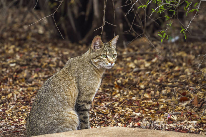 南非克鲁格国家公园里的南部非洲野猫