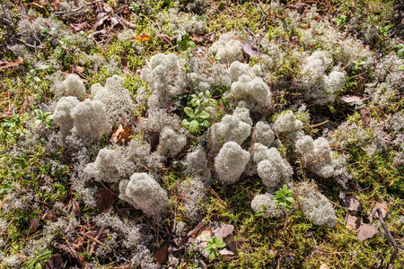 苔藓动物门代表动物图片