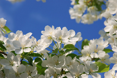 苹果花