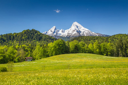 对阿尔卑斯山盛开的草地和白雪皑皑的山峰，在春天的田园景观