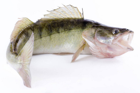 活鲈或 pikeperch