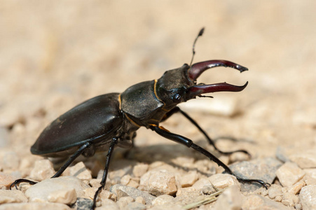 一个雄鹿甲虫 Lucanus 鹿 在一个晴朗的日子