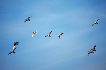 在白坝上许多飞鸟的剪影成群的鸟儿天空变白了野生动物中的飞鸟剪影