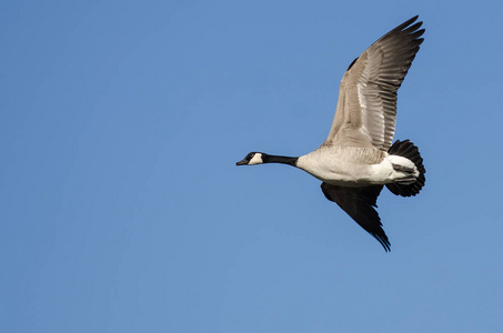 加拿大鹅飞图片