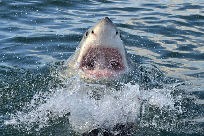 大白鲨大白鲨鱼在海洋水攻击狩猎的大白鲨大白鲨鱼南非