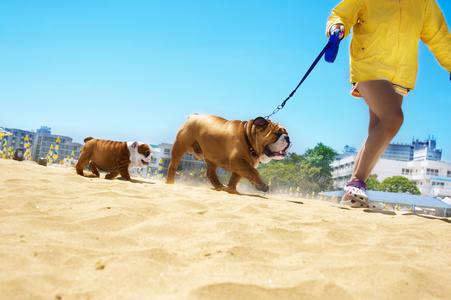 牛头犬一家人在海滩散步
