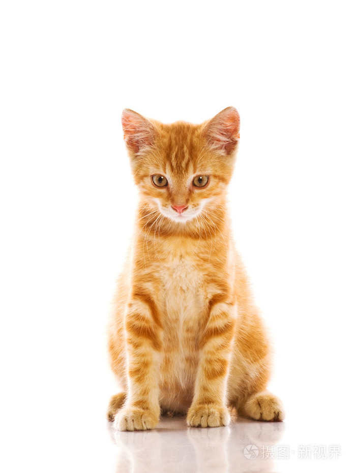 小红猫照片-正版商用图片02ou8a-摄图新视界