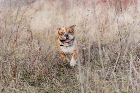 英国斗牛犬在赛场上的模糊运动