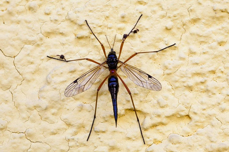 巨型梳子垫铁craneflyTanypteraatrata,酒区,下奥地利,奥地利,欧洲