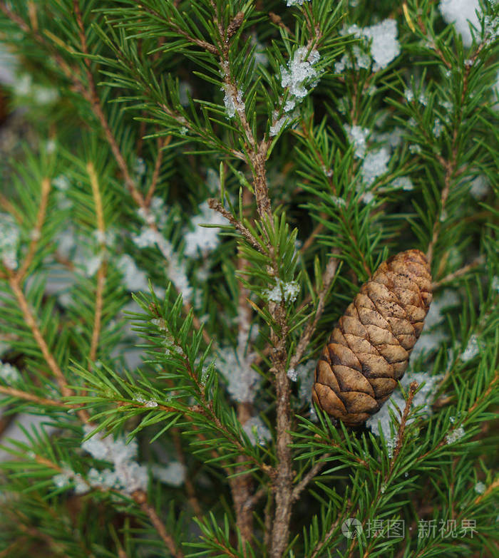 枞树分支在雪上