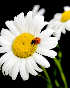 瓢虫坐在花雏菊上