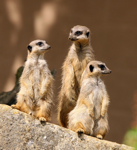 狐蒙，蒙哥meerkat的复数形式
