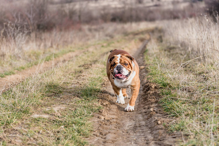 英国斗牛犬走在客场, 选择性重点