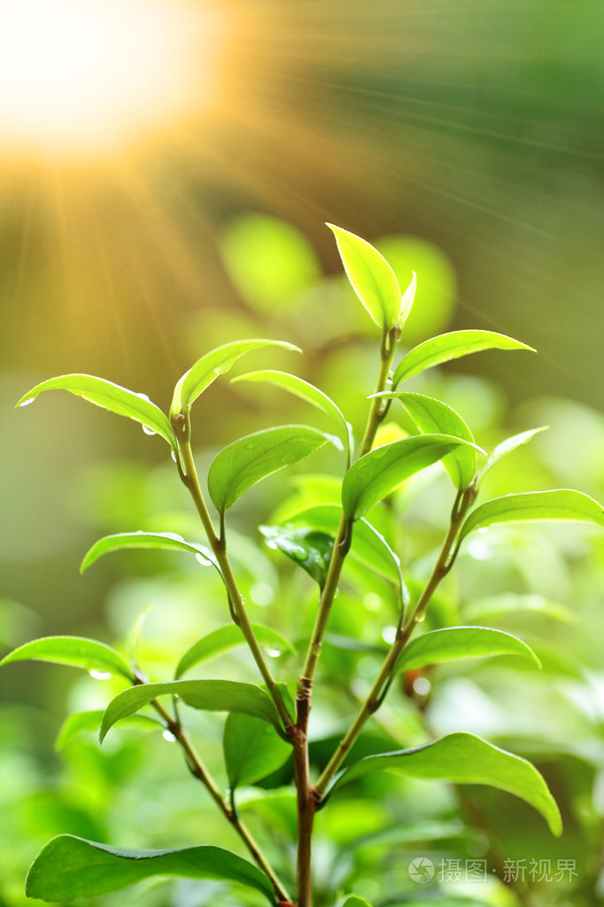 新鲜的绿色植物