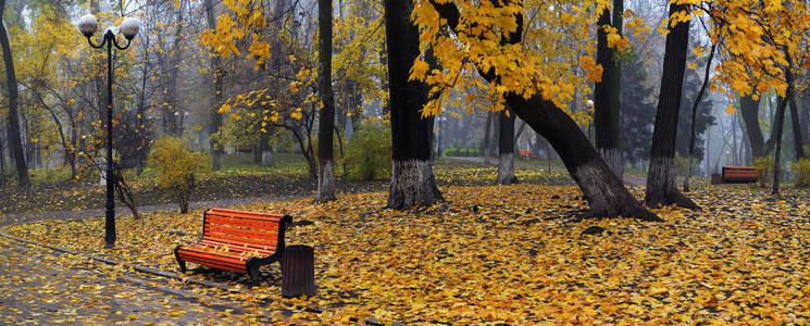 秋天公园里有黄叶的五颜六色的秋天树