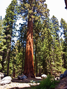 著名的大红杉树矗立在红杉国家公园里