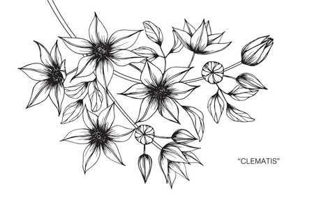 白色的铁线莲图片