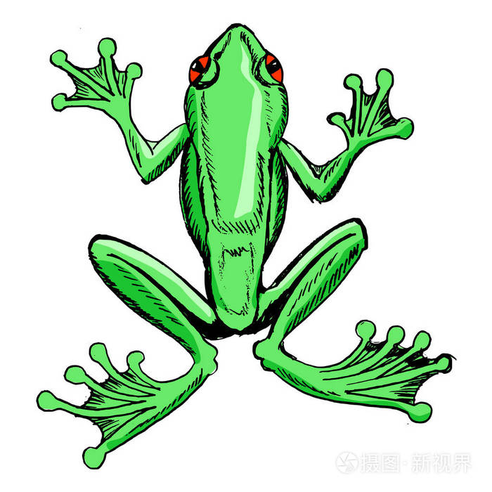 wifht 的小蜜蜂可爱的卡通红腿蛙矢量图树蛙,热带动物草绘的黑啄木鸟
