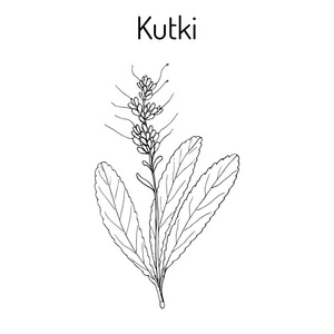 Kutki 胡 kurroa, 药用植物