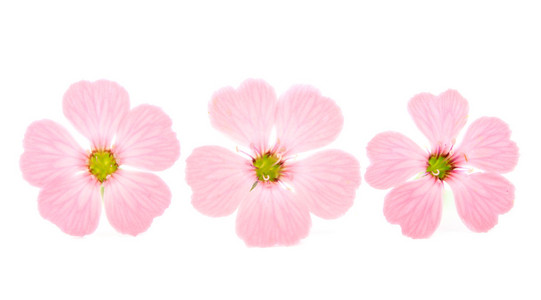 娇嫩的粉红色花朵