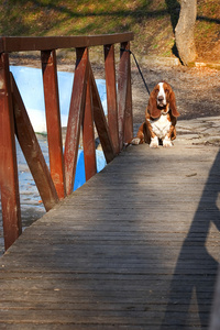 独木桥上的猎犬