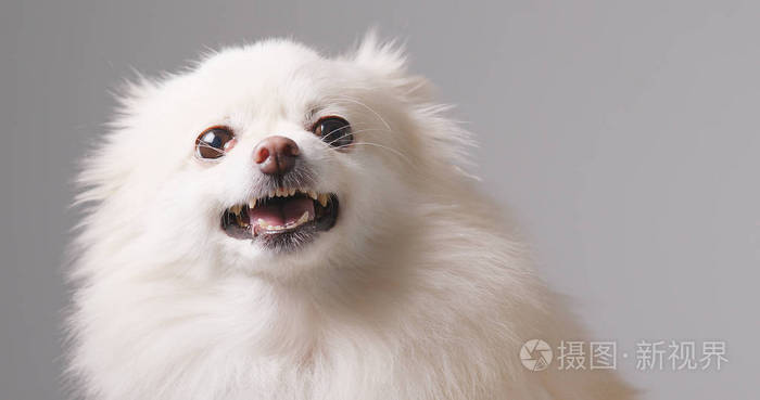 愤怒的白博美犬狗照片 正版商用图片02p68z 摄图新视界
