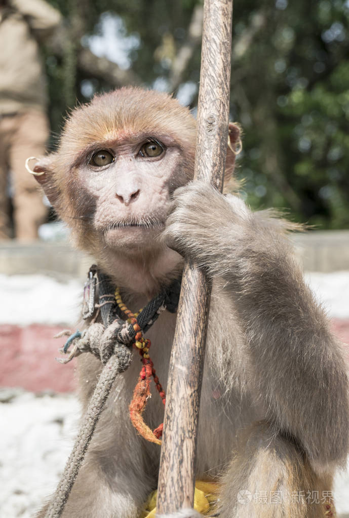 手持拐杖的猴子
