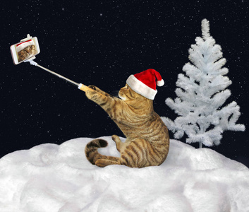 猫使雪自拍