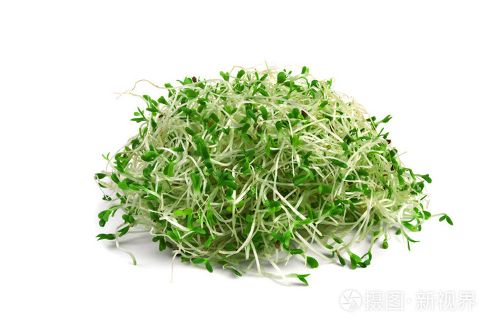 紫花苜蓿照片 正版商用图片02p9ba 摄图新视界