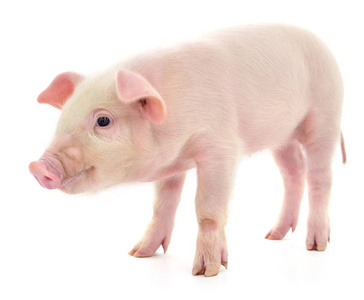 白猪图片