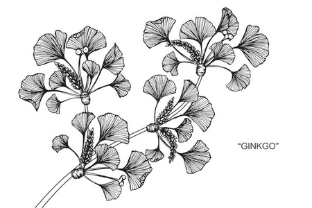 白色背景下的银杏叶素描与线条艺术照片