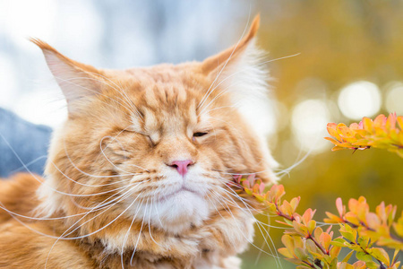 美丽的缅因州浣熊猫与大绿眼睛的关闭视图