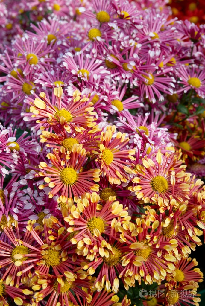 两种颜色的菊花