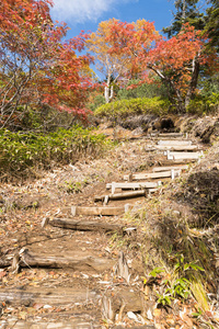 秋季高山木径