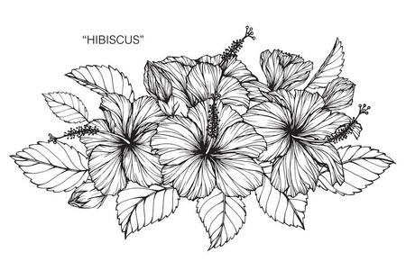 芙蓉花.黑白线条画素描照片