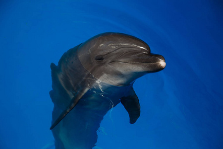 微笑的海豚。海豚在游泳池里游泳
