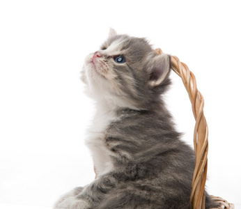小可爱的小猫坐在篮子里，紧紧地